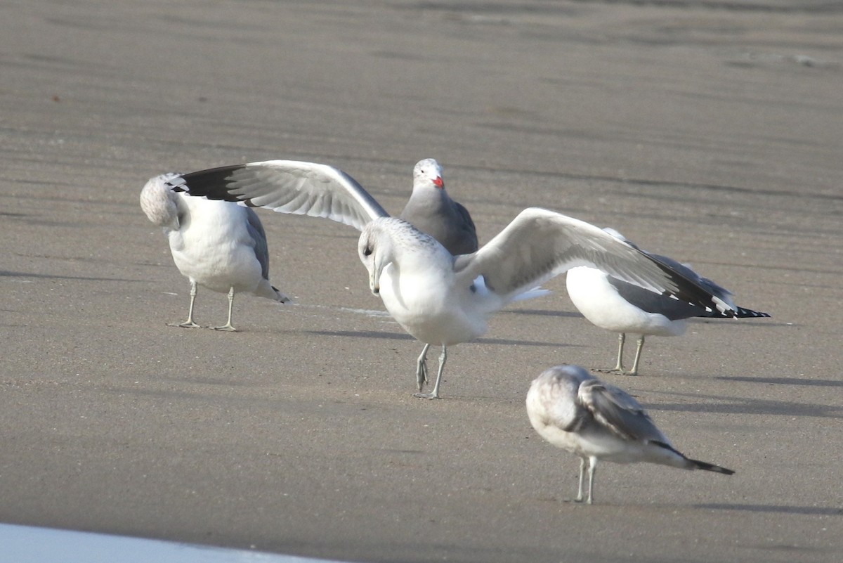 racek jezerní - ML646369000