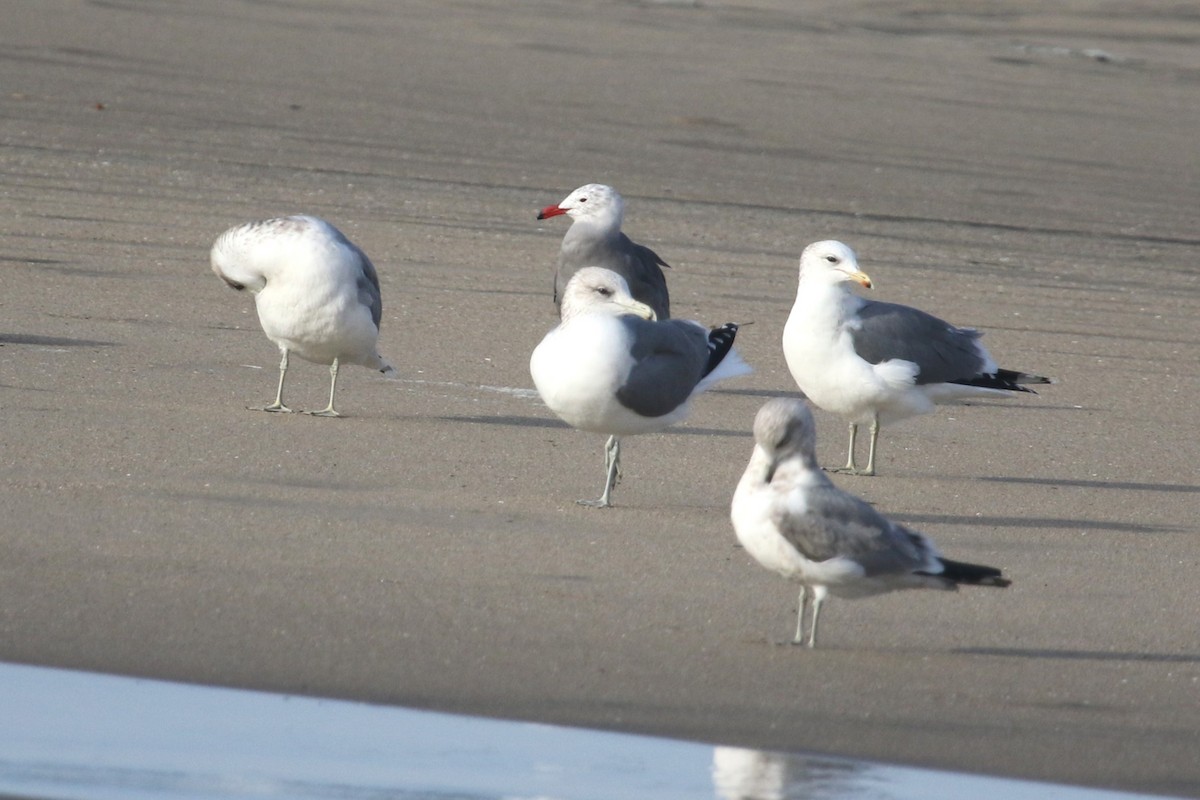 racek jezerní - ML646369001