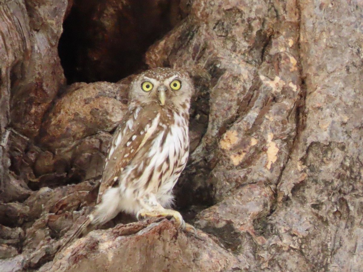 kulíšek perlový - ML646369006