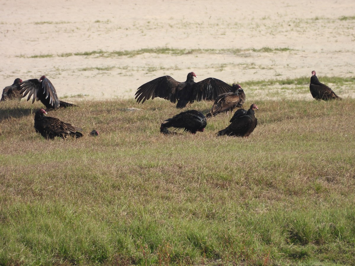 Turkey Vulture - ML646369007