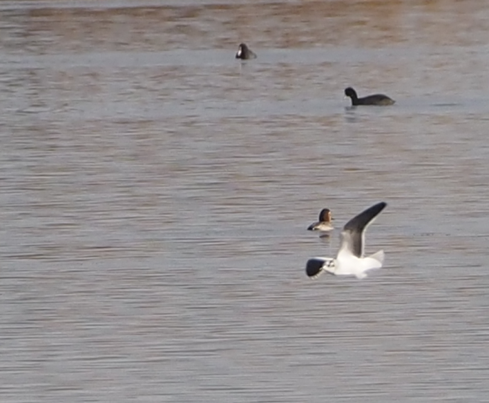 Little Gull - ML646369008