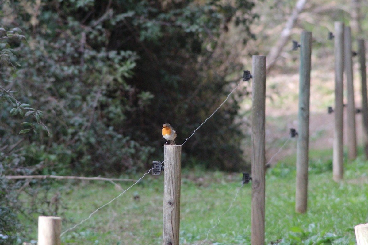 European Robin - ML646369009