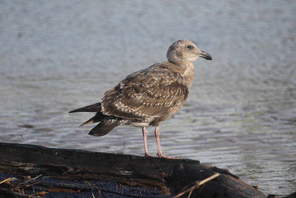 Western Gull - ML646369010