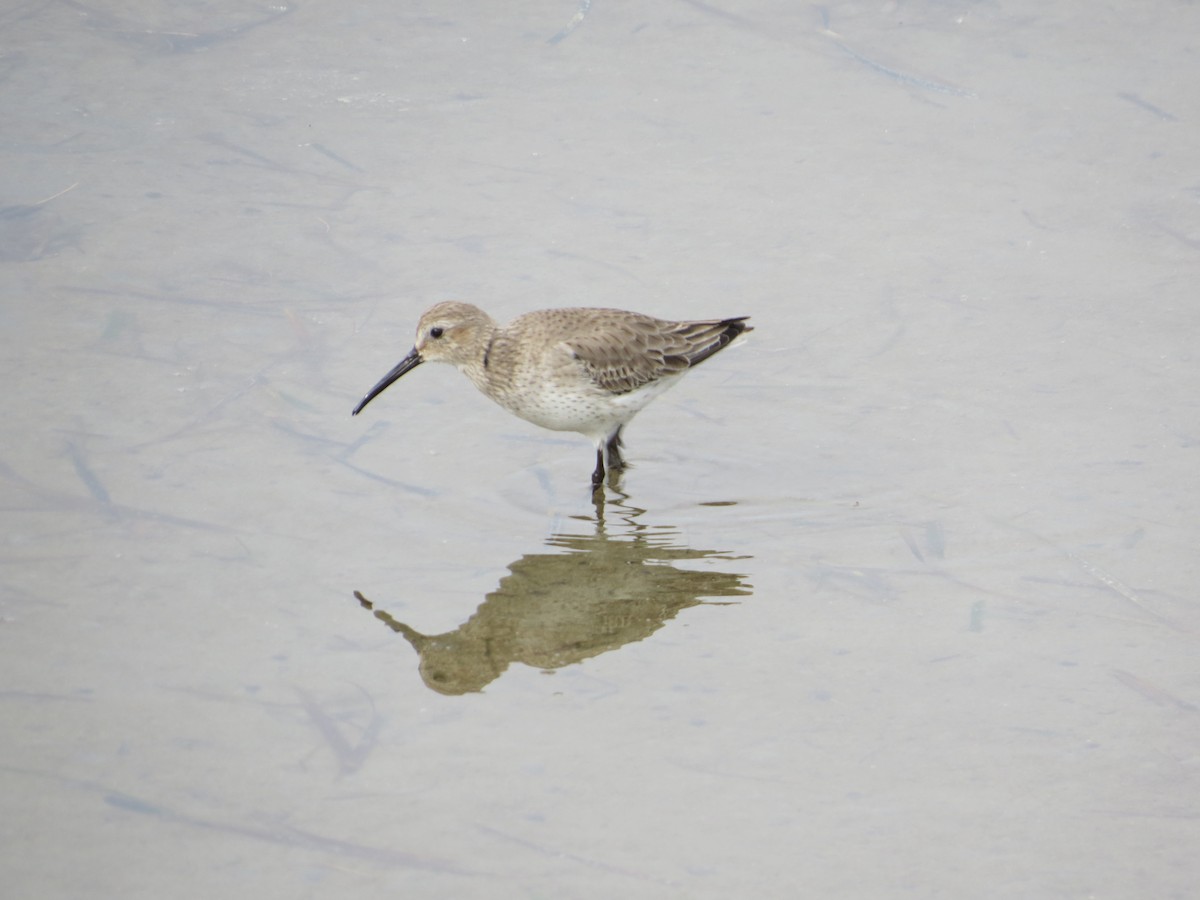 Dunlin - ML646369012