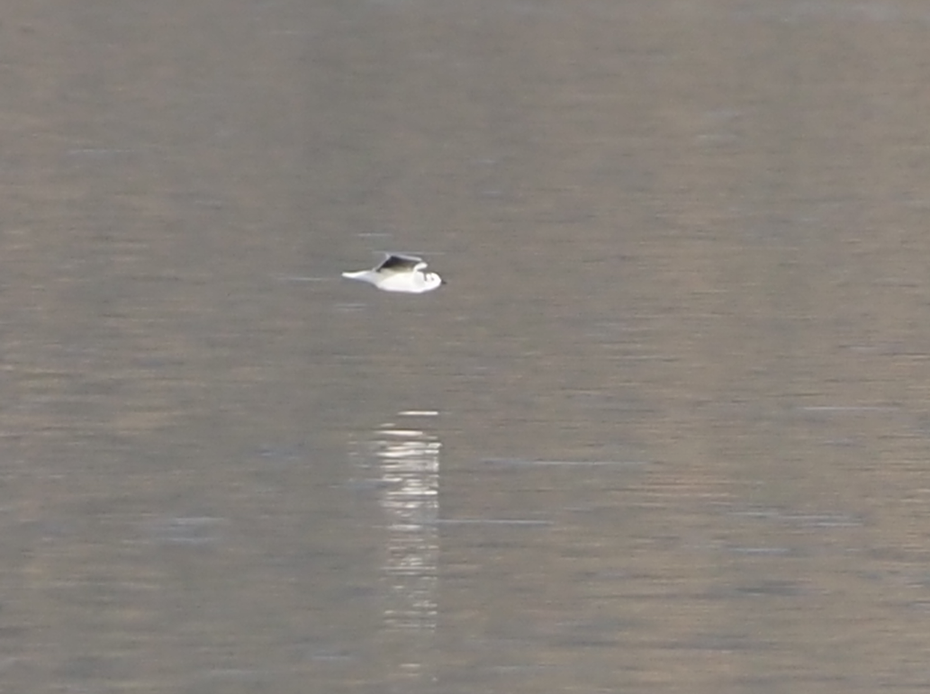 Little Gull - ML646369016