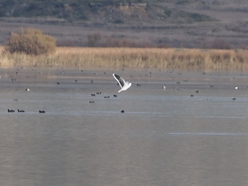Little Gull - ML646369017