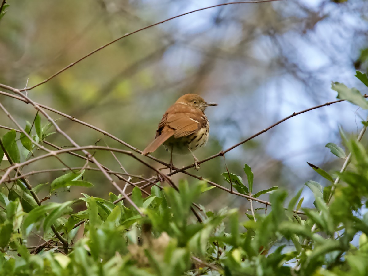 Brown Thrasher - ML646369018