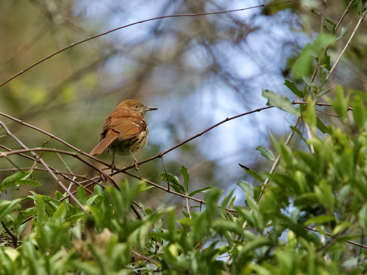 Brown Thrasher - ML646369019