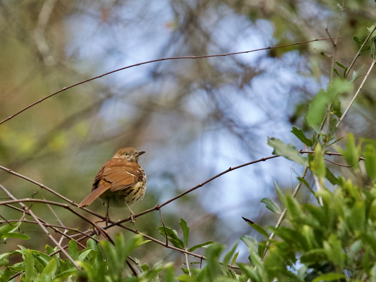 Brown Thrasher - ML646369020