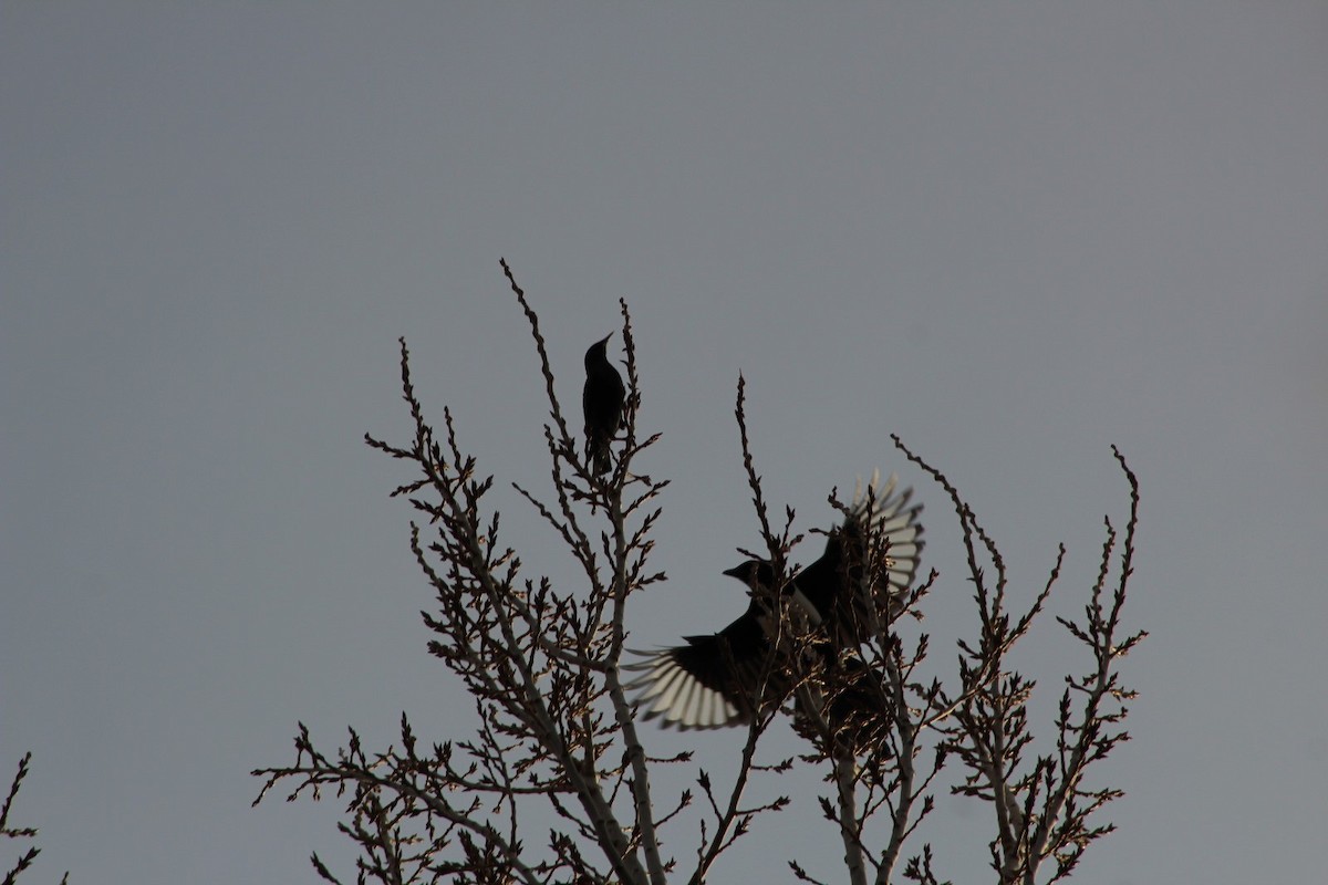 European Starling - ML646369021