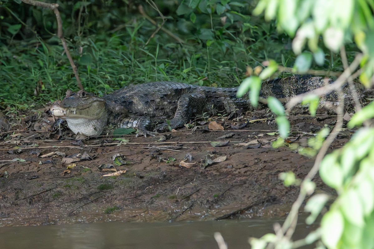 Spectacled Caiman - ML646369022
