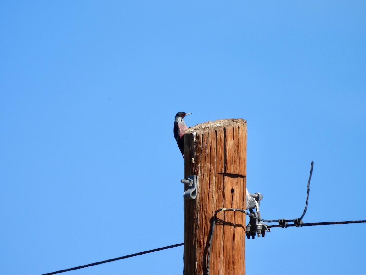 Blutgesichtspecht - ML646369023