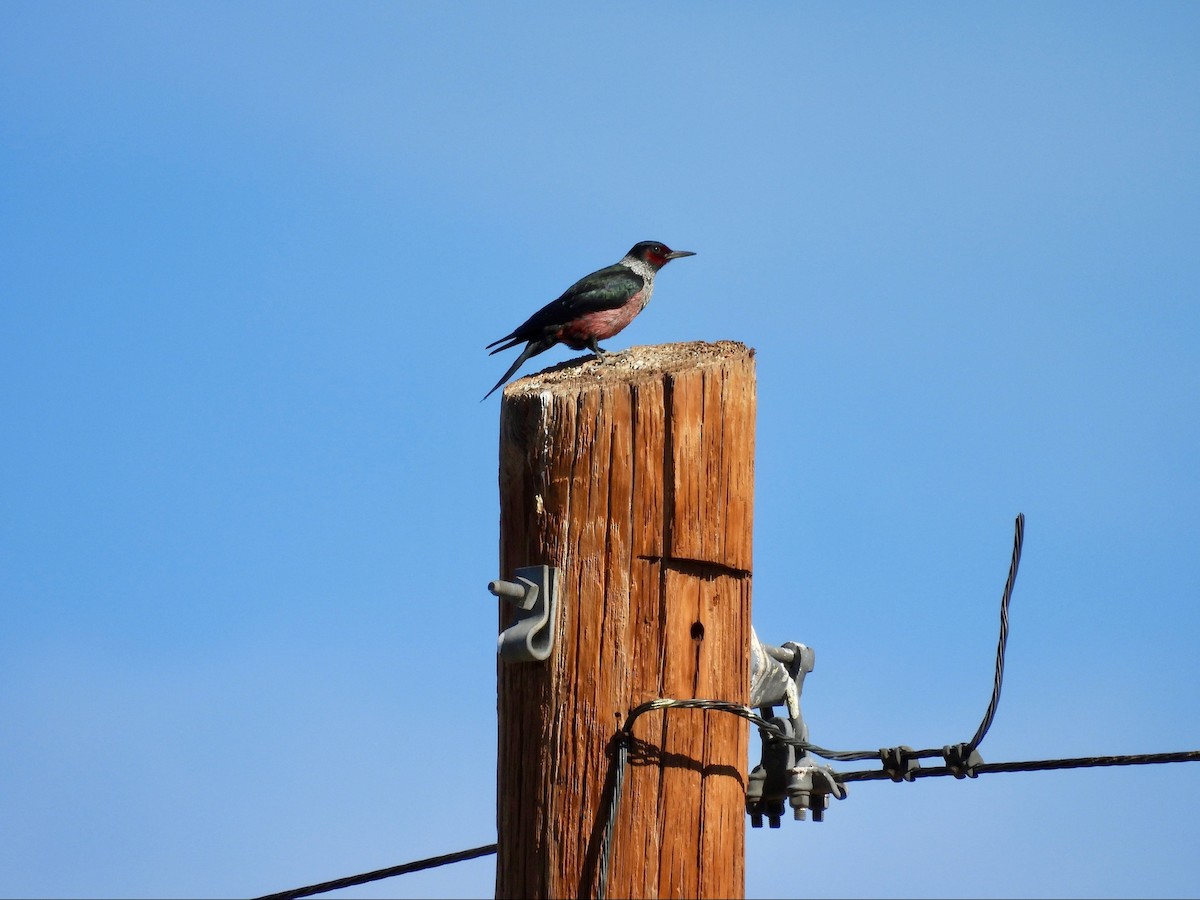 Blutgesichtspecht - ML646369024