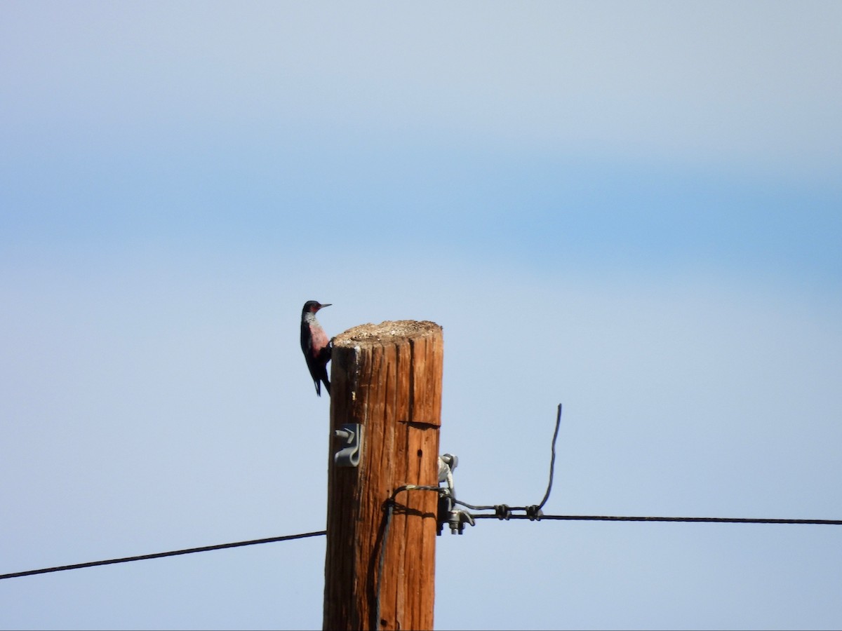 Blutgesichtspecht - ML646369025