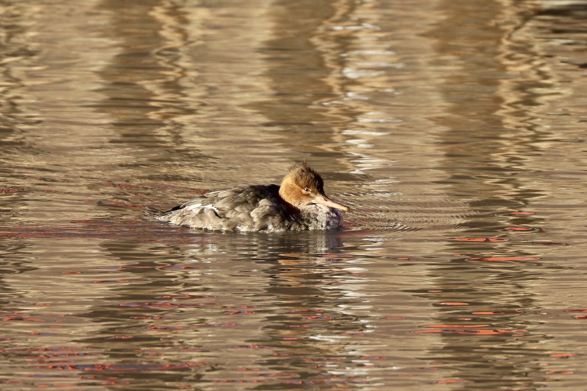 Red-breasted Merganser - ML646369026