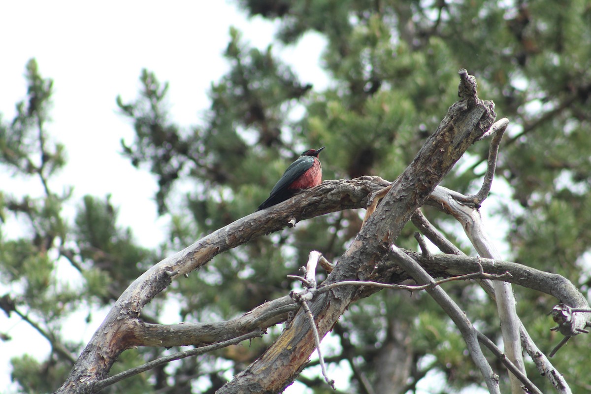 Blutgesichtspecht - ML646369027