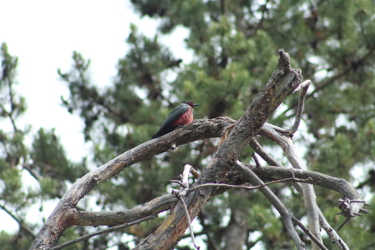 Blutgesichtspecht - ML646369028