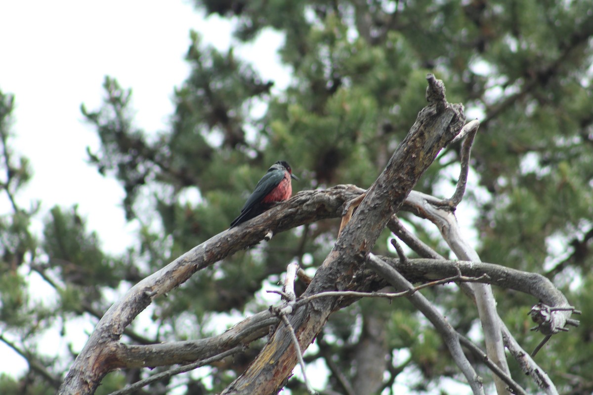 Blutgesichtspecht - ML646369029