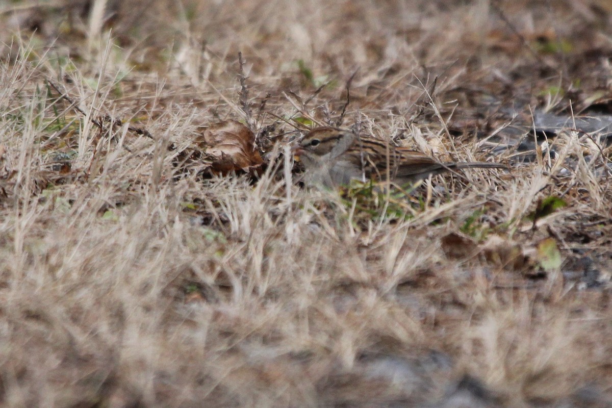 Chipping Sparrow - ML646369037