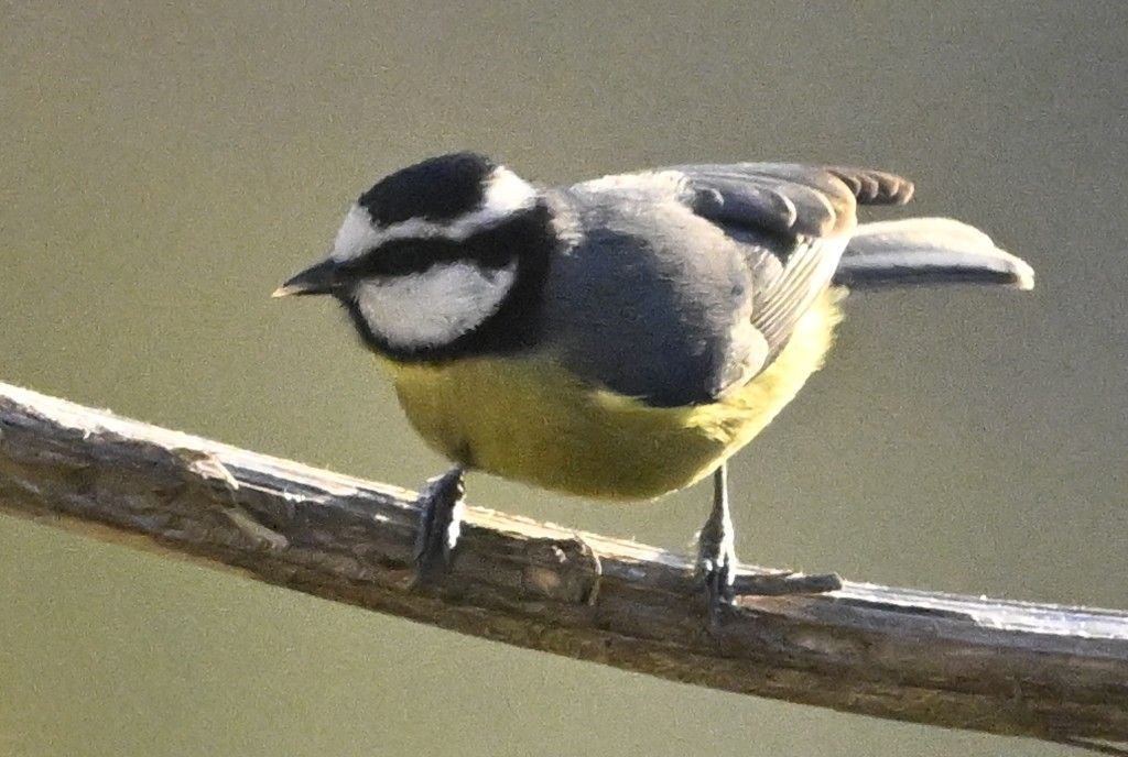 sýkora modrá - ML646369038