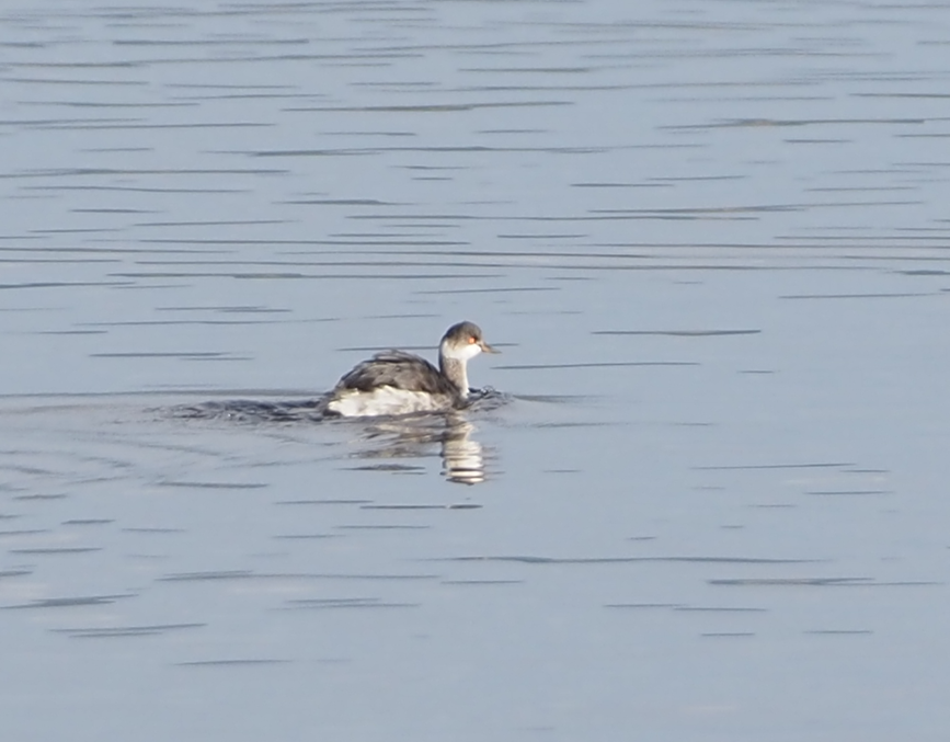 potápka černokrká - ML646369039