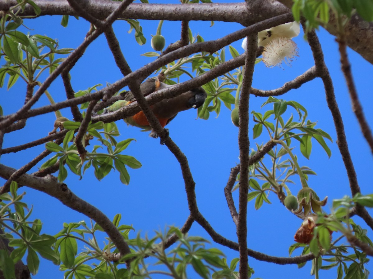 Red-bellied Parrot - ML646369040