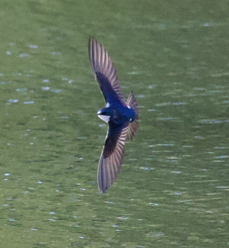 Tree Swallow - ML646369041