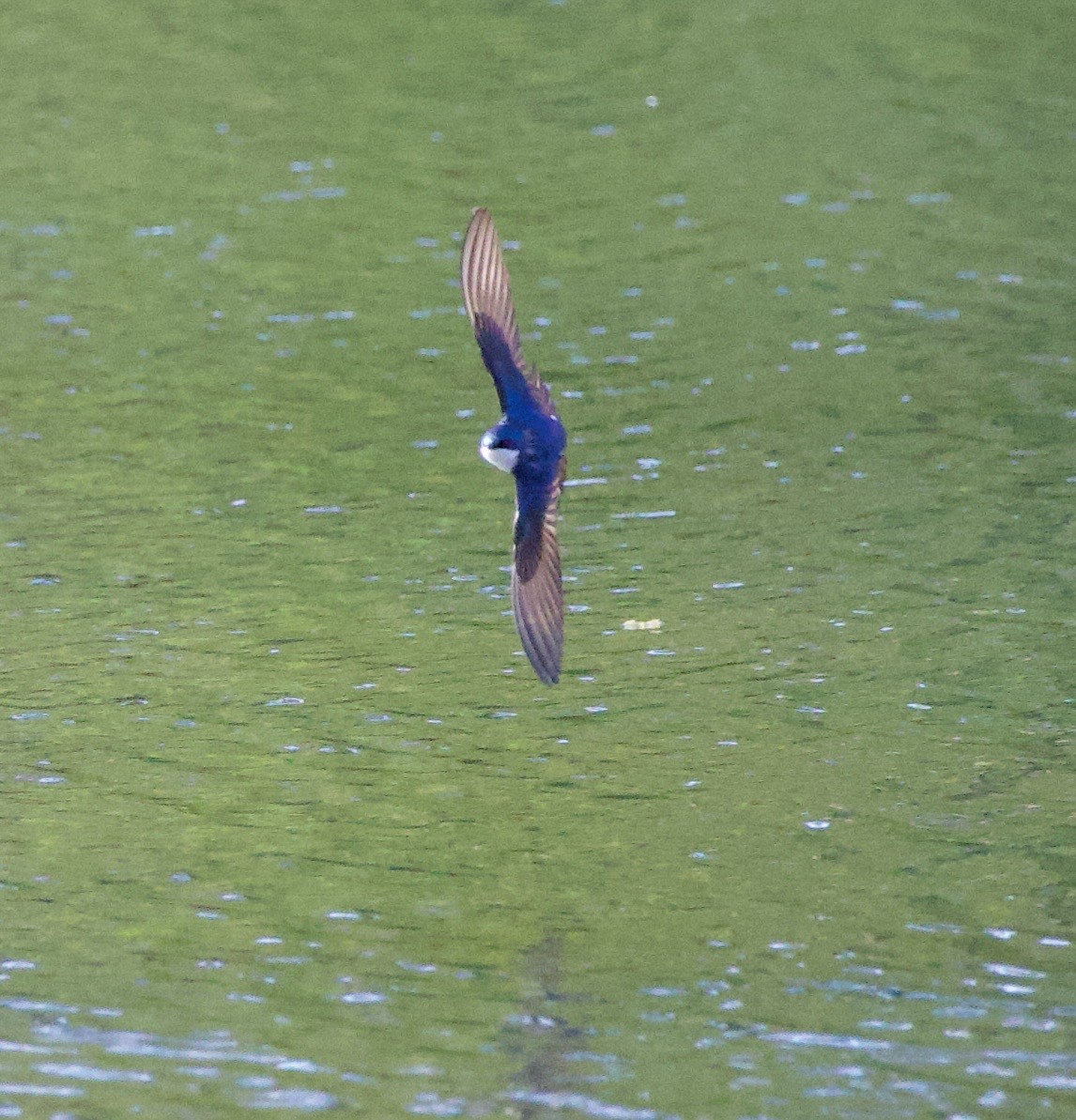 Tree Swallow - ML646369042