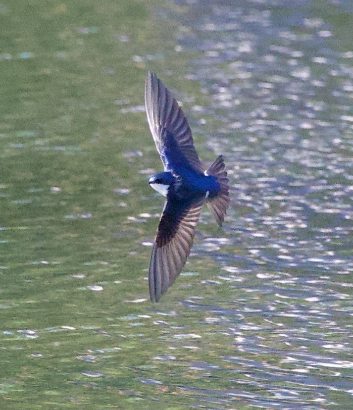 Tree Swallow - ML646369043