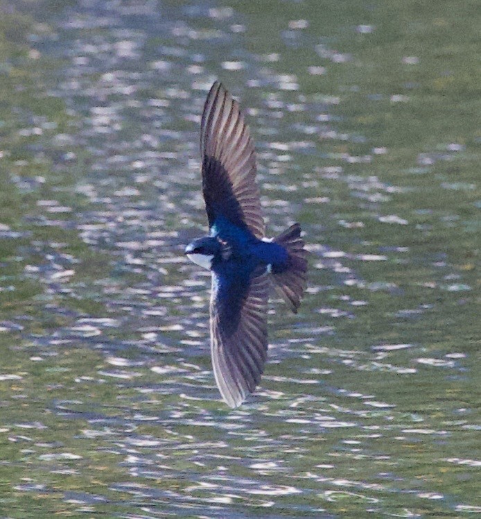 Tree Swallow - ML646369044