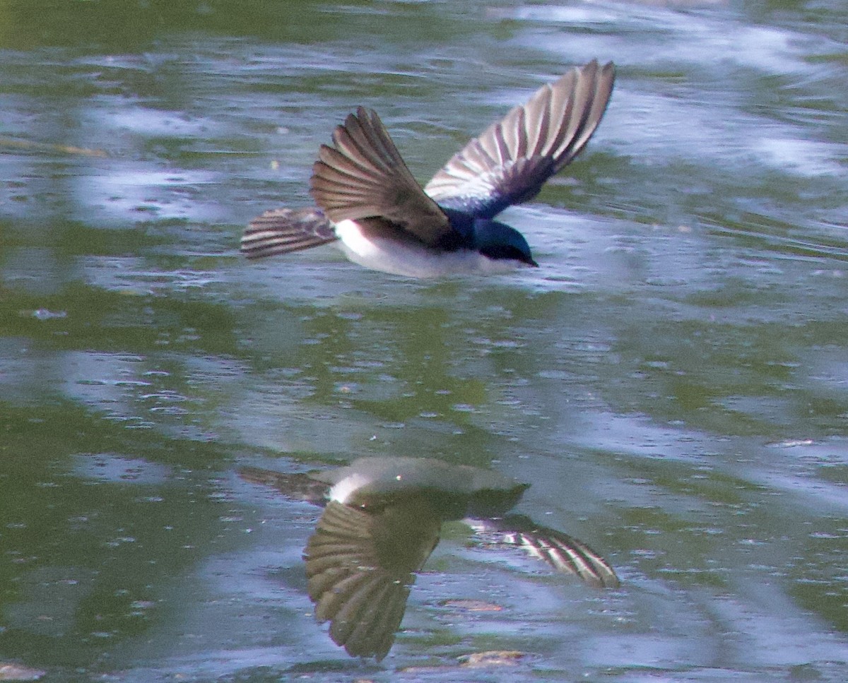 Tree Swallow - ML646369045