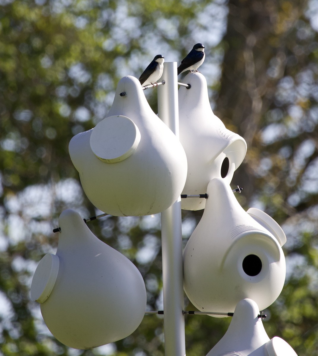 Tree Swallow - ML646369046