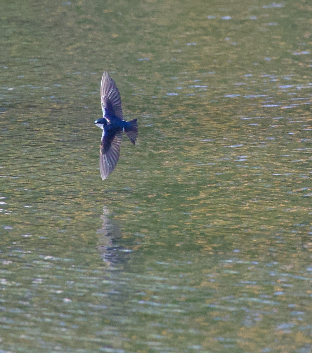 Tree Swallow - ML646369047