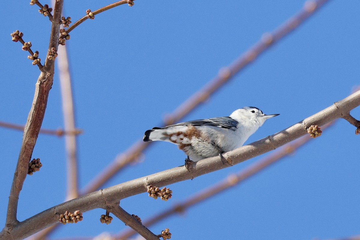 Sittelle à poitrine blanche - ML646369050