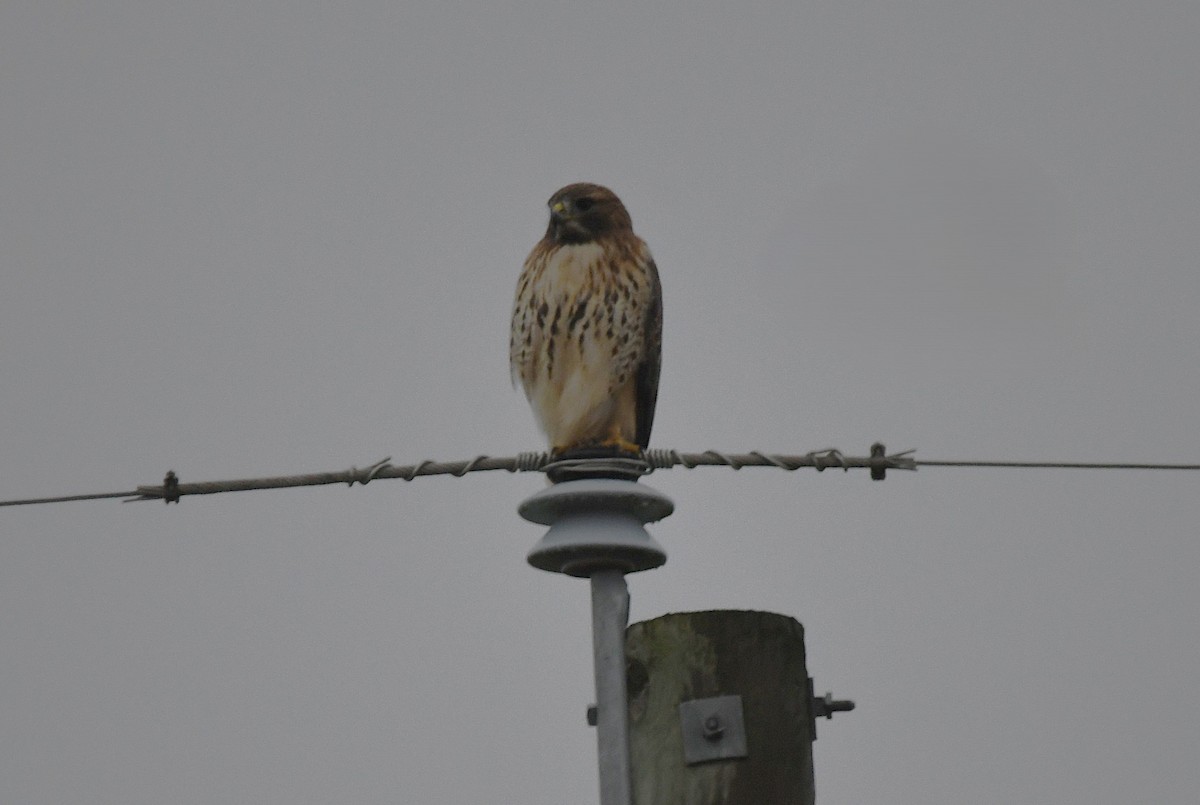 Red-tailed Hawk - ML646369053