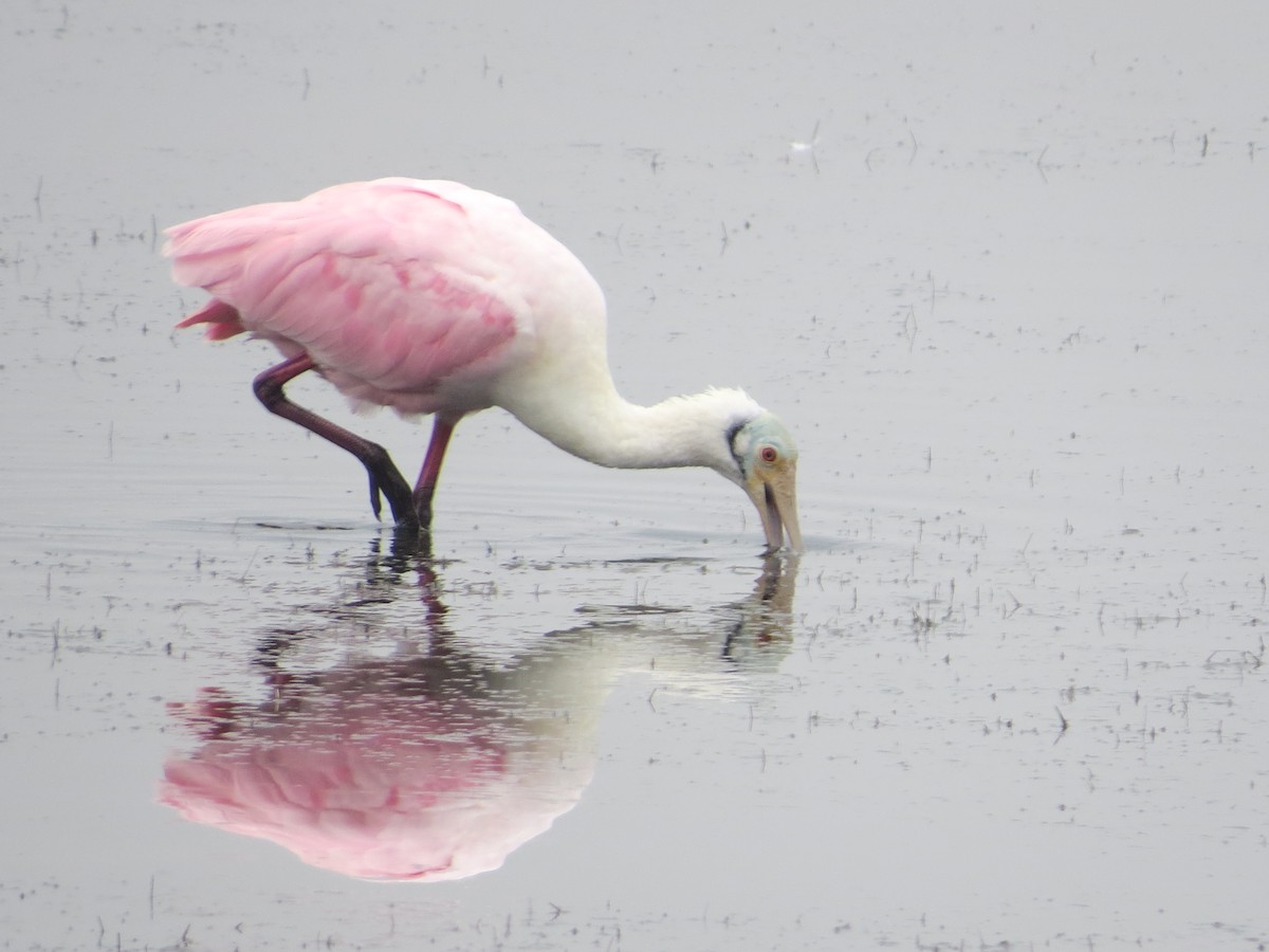 Espátula Rosada - ML646369054