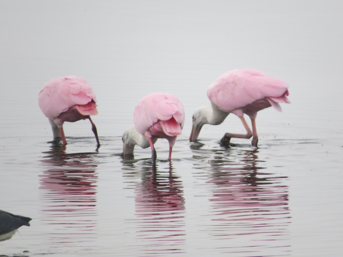 Espátula Rosada - ML646369056