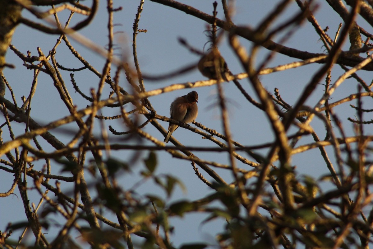 Common Chaffinch - ML646369057