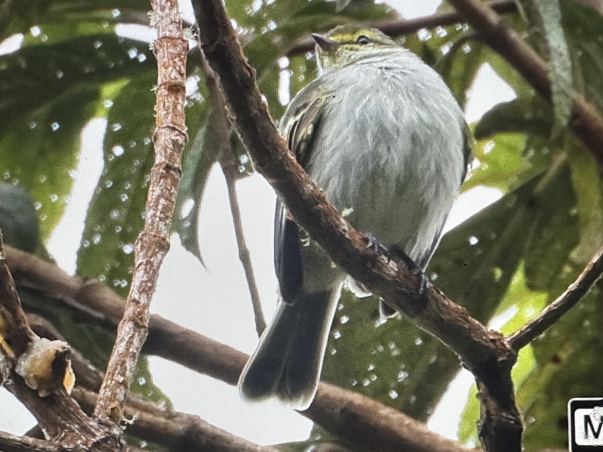 Golden-faced Tyrannulet - ML646369058