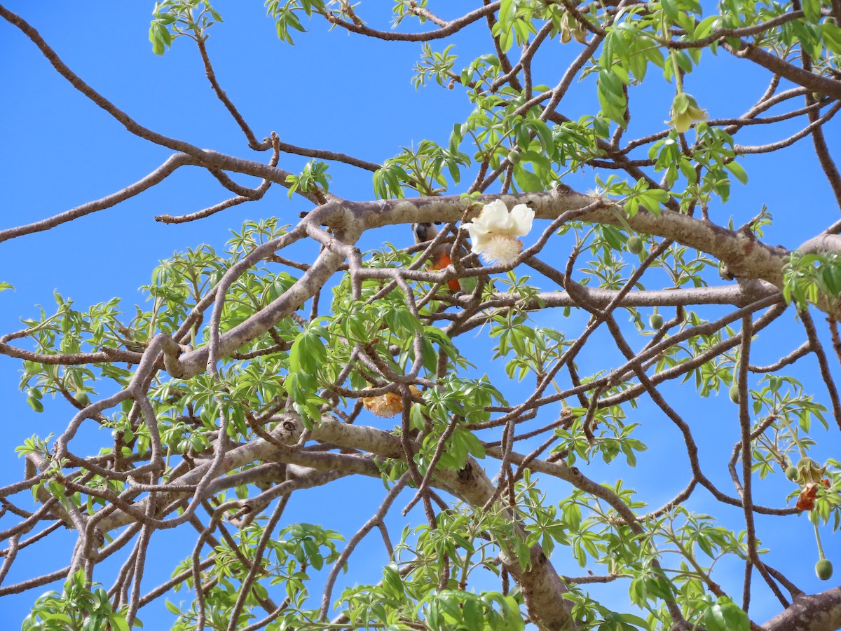 Red-bellied Parrot - ML646369059