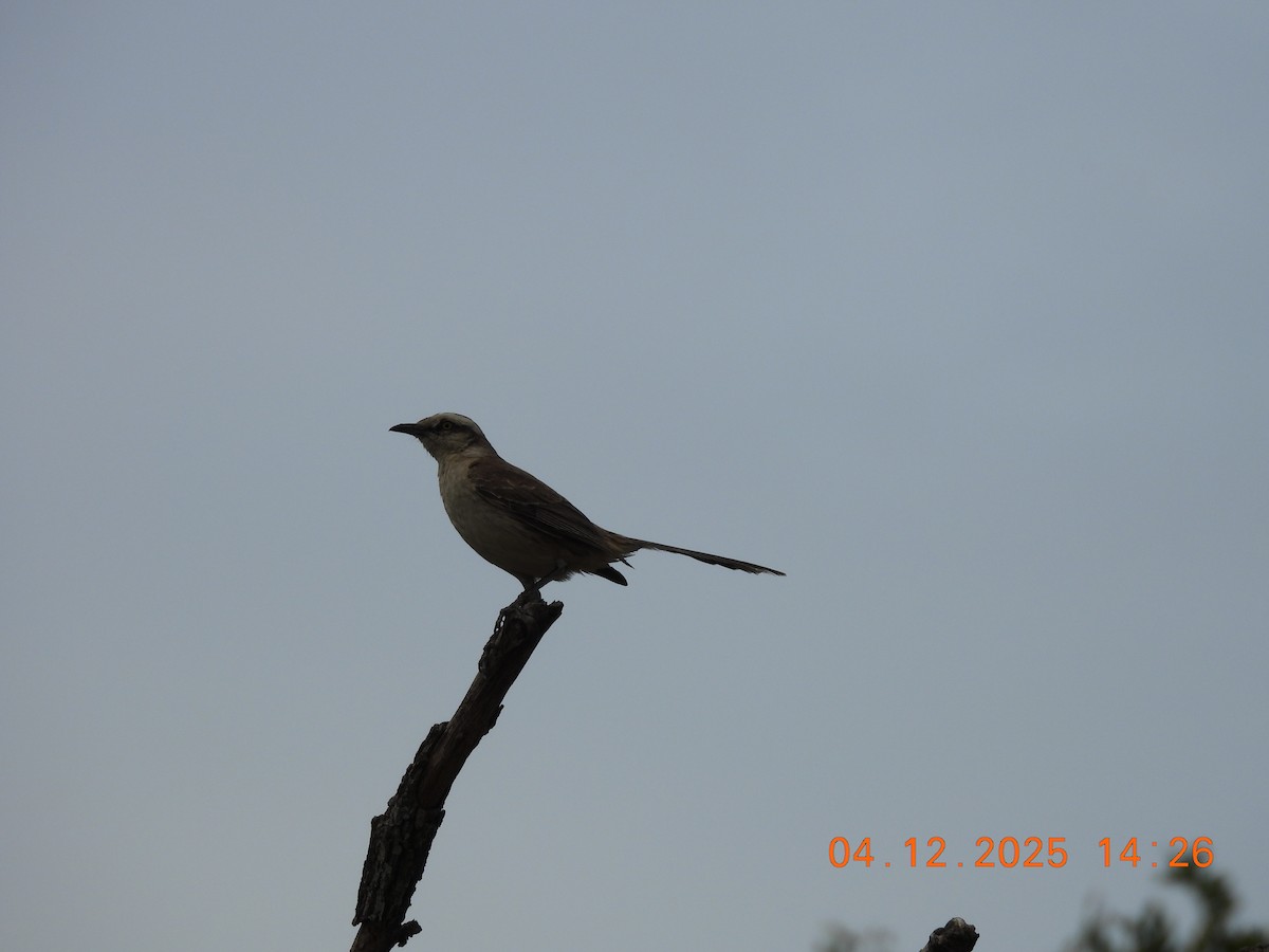 Chalk-browed Mockingbird - ML646369060