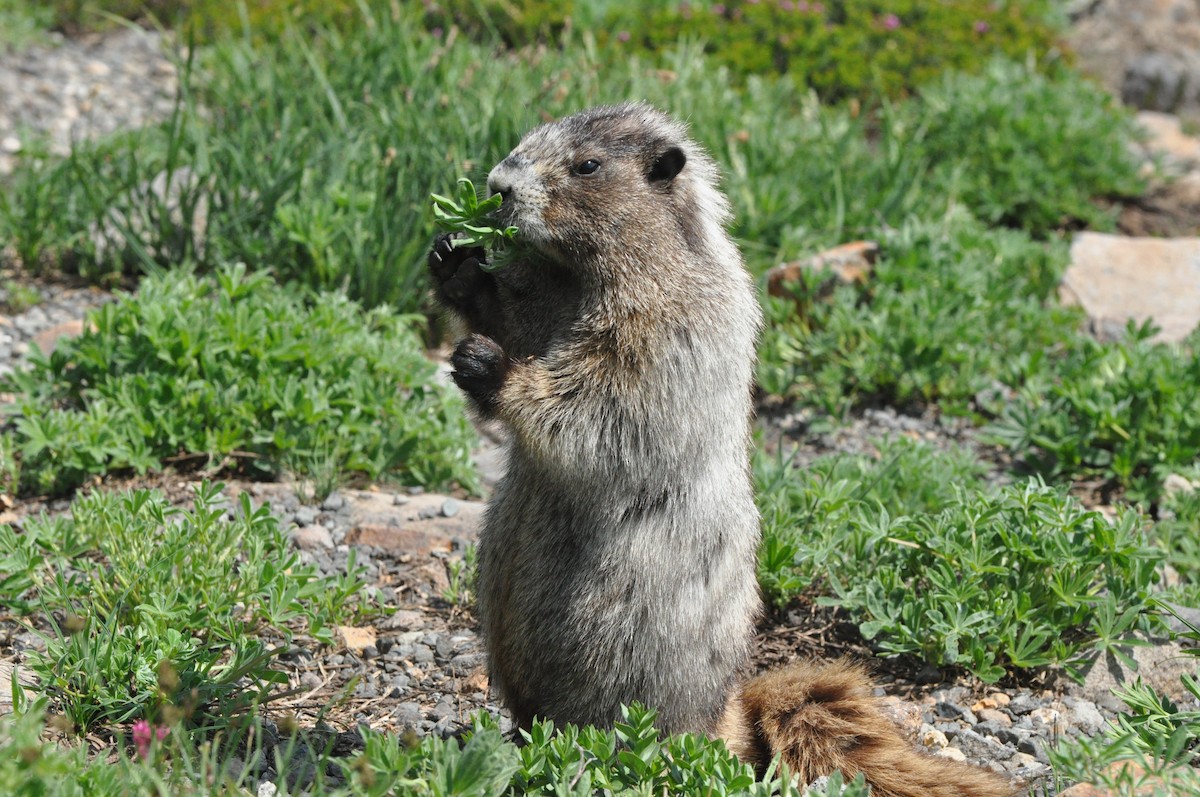 Hoary Marmot - ML646369062