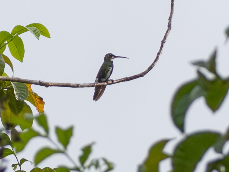Green-breasted Mango - ML646369063