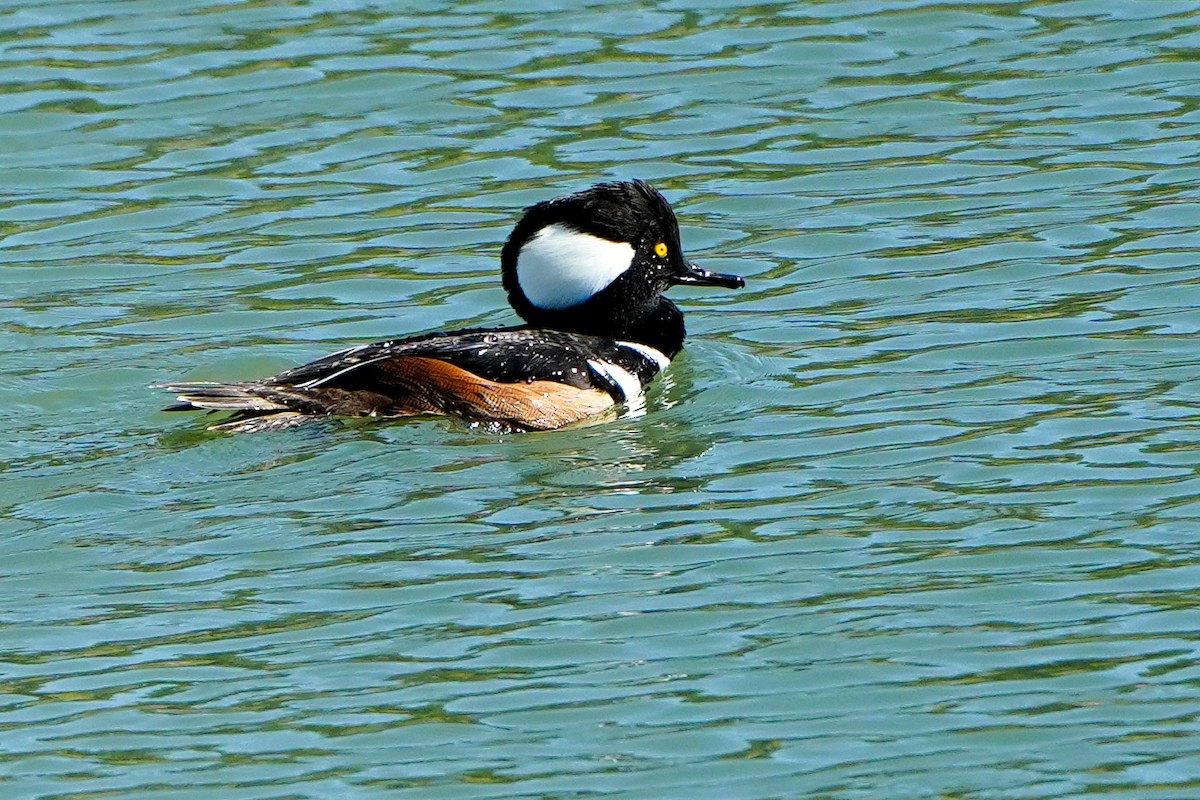 Harle couronné - ML646369064