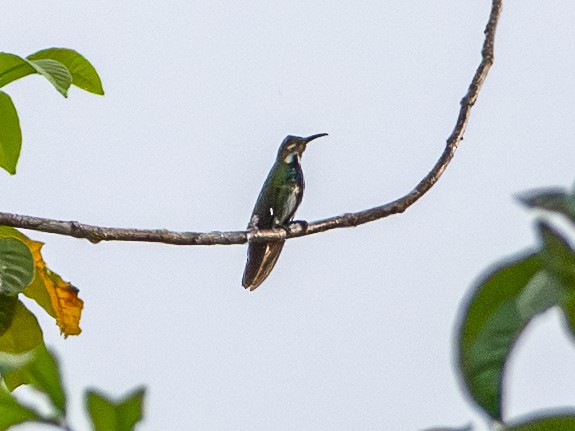 Green-breasted Mango - ML646369065