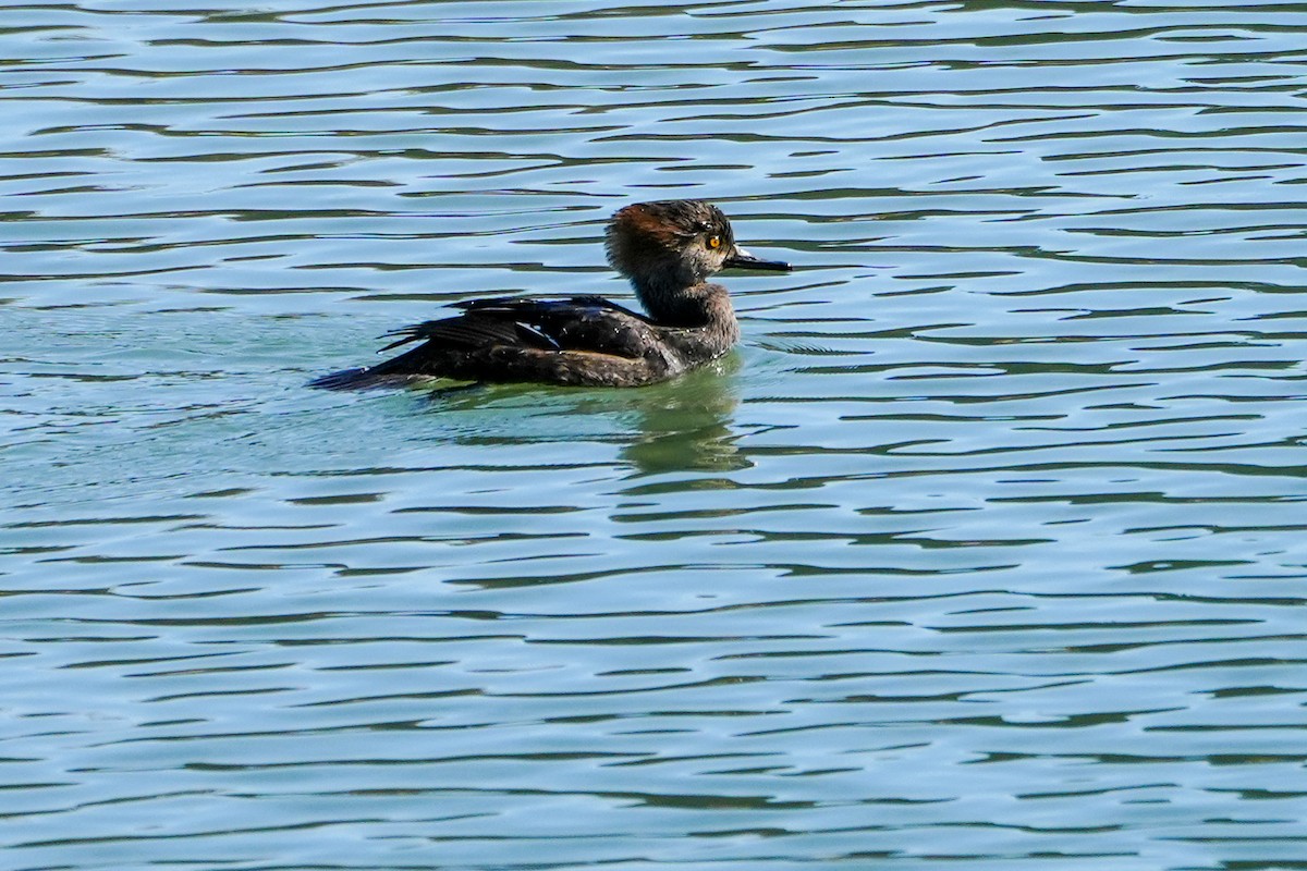 Harle couronné - ML646369066