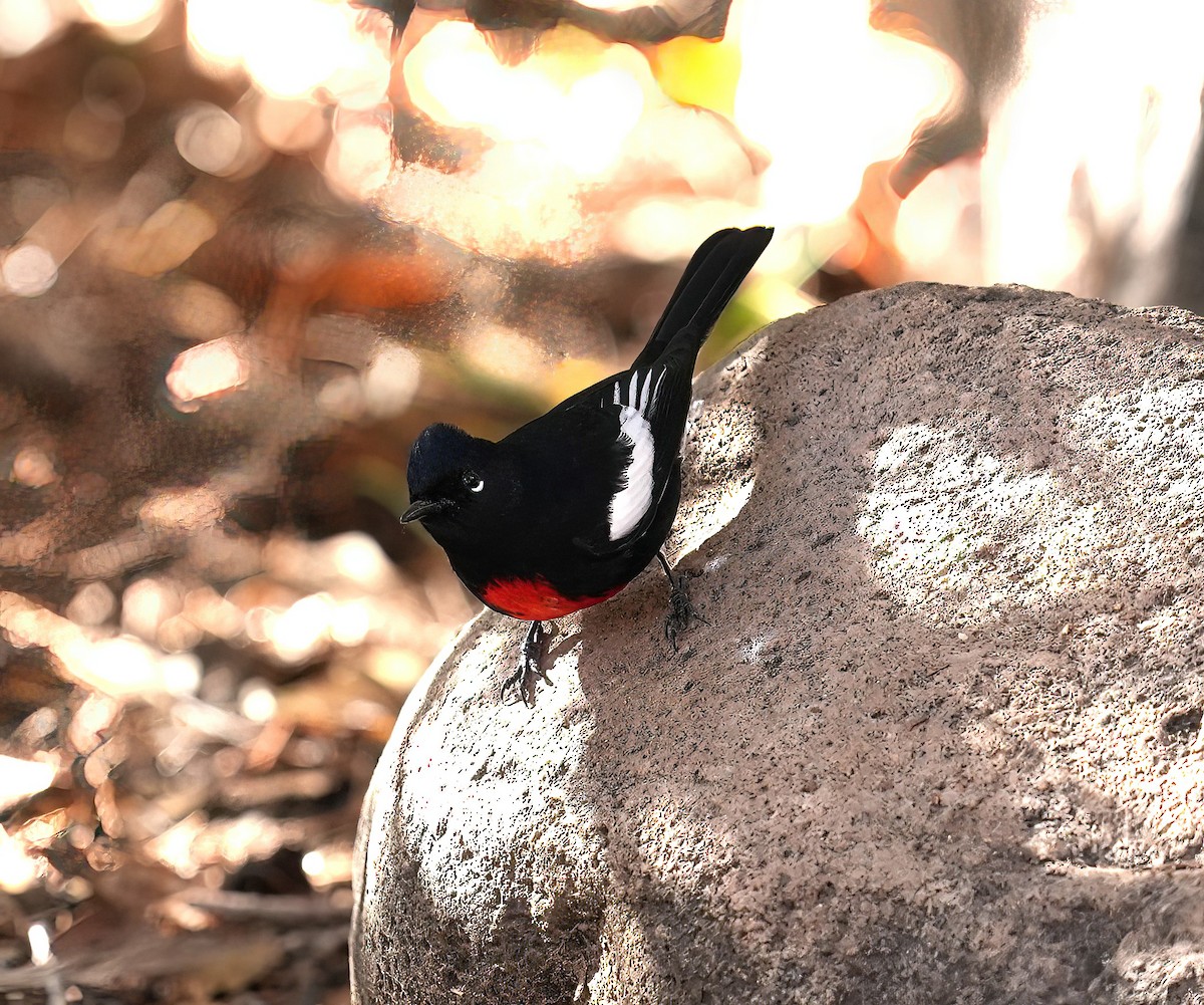 Painted Redstart - ML646369067