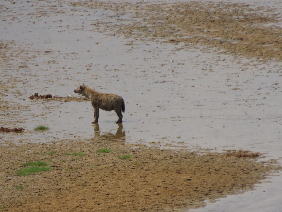 Animals - ML646369068