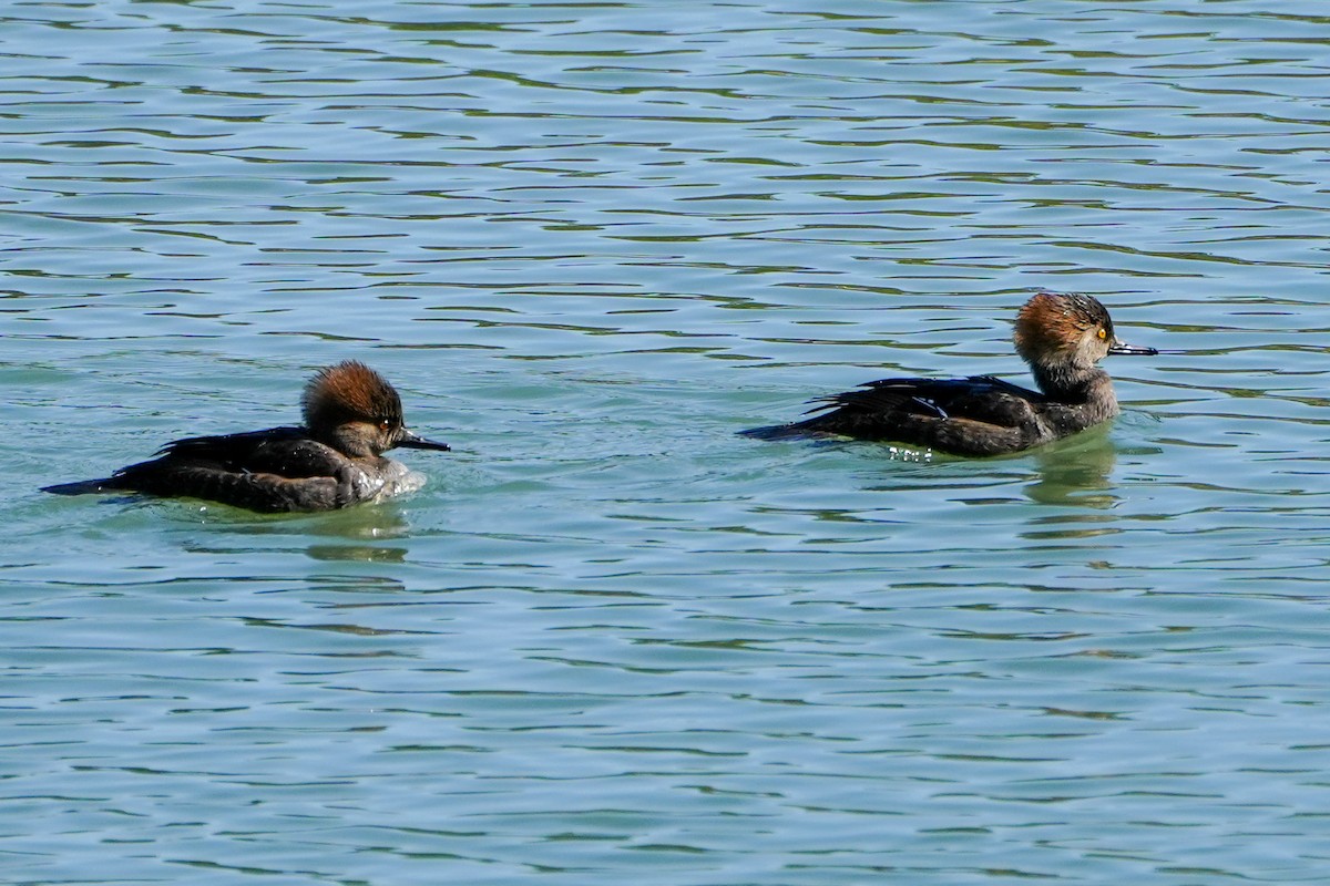 Harle couronné - ML646369069