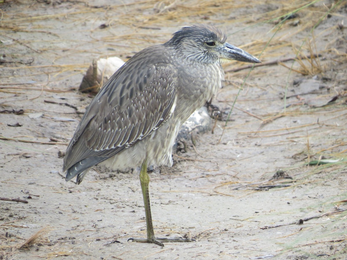 Yellow-crowned Night Heron - ML646369072
